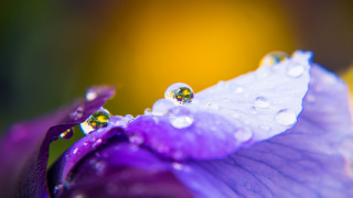 Purple flower water droplets yellow - a yellow background behind free wallpaper for desktop