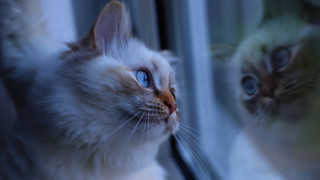 Cat reflection surrealism blue eyes - surrealism free wallpaper