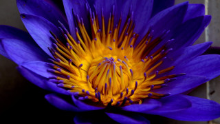 Purple flower yellow center macro 12 - a table top next free wallpaper