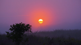 Sunset foggy forest tree sky - a sunset free wallpaper for desktop