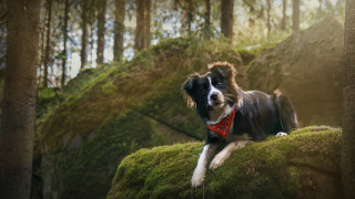 Dog red bandana mossy rock - mossy free wallpaper for desktop