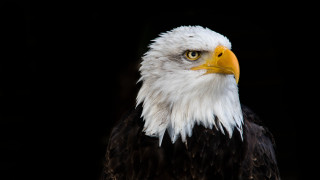 Bald eagle white head yellow 6 - a white head free wallpaper