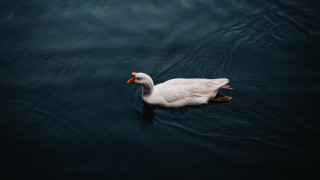 White duck floating red beak - a red beak free wallpaper