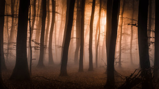 Foggy night forest trees light - lot free wallpaper for desktop