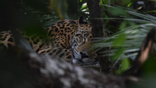 Leopard hiding in jungle camouflage - animal free wallpaper for desktop
