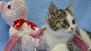 Kitten teddy bear blue blanket - professional photo free wallpaper