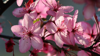 Pink flower closeup blue sky 2 - a close up of a bunch free wallpaper