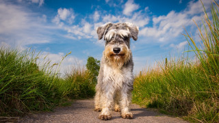 Shaggy dog dirt road tall - a dirt road next free wallpaper