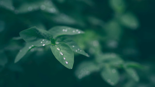 Green leaf water droplets bokeh 4 - a green leaf free wallpaper