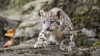 Snow leopard cub blue eyes - a rock in front free wallpaper for desktop