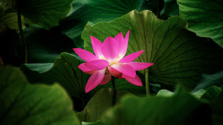 Pink flower lotus butterfly lily - bloom free wallpaper for desktop