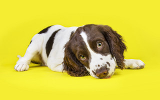 Shiba inu yellow background gradient - a yellow wall free wallpaper