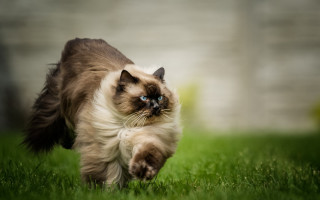 Cat running grass blue eyes - eye open free wallpaper