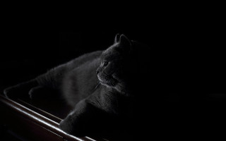 Cat wooden box dark chiaroscuro - in the dark free wallpaper