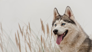 Husky blue eyes field tongue - husky free wallpaper for desktop