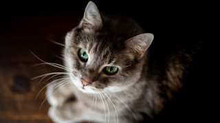 Black cat green eyes on - a white stripe free wallpaper