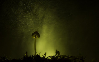 Flower green light night bioluminescence - a single flower free wallpaper