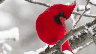 Red bird on branch in - black eye free wallpaper