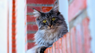 Black cat regal rococo curtains - a ledge free wallpaper for desktop