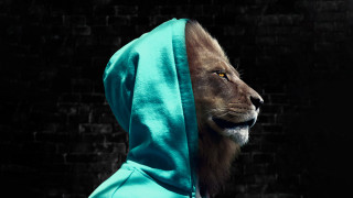 Lion blue hoodie brickwall lycoart - a brick wall behind free wallpaper