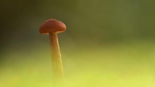 Orange mushroom green grass blurry - a green field of grass free wallpaper