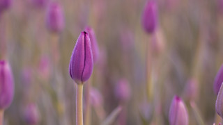 Purple flower macro sunset cloudy - a single flower in the foreground free wallpaper
