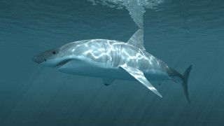 Shark ocean light shining photoreal - a long tail free wallpaper