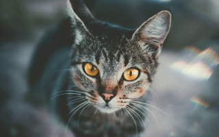 Cat yellow eyes symmetrical depth - symmetrical eye free wallpaper