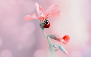 Ladybug pinkflower pinkbackground macro blurry - a lady bug free wallpaper