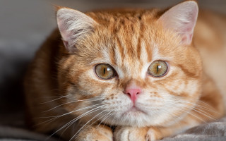 Cat closeup bed blanket wideeyes - a close up of a cat free wallpaper for desktop