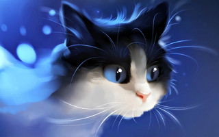 Cat blue eyes white face 2 - a white face free wallpaper