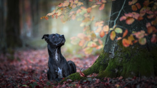 Dog leaves forest head closed - in a forest free wallpaper