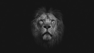 Black white lion face regal - regal free wallpaper for desktop