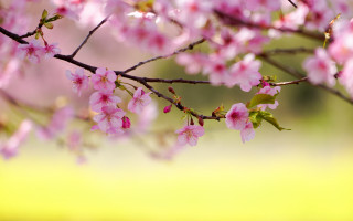 Pink flowers branch field blurry - a field of grass and trees free wallpaper for desktop