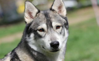 Shiba inu dog grass blurry - a close up of a dog free wallpaper