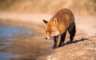 Red fox water edge lake - elke vogelsang free wallpaper
