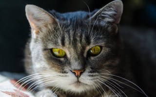 Cat yellow eyes sad laying - symmetrical eye free wallpaper
