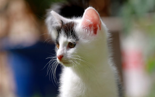 White black cat red spot - a blue chair free wallpaper