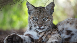 Small cat blue eyes grass - a small cat free wallpaper