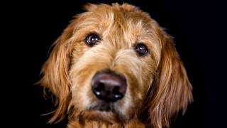 Dog shiba inu blue eyes - a black background behind free wallpaper