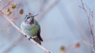Hummingbird branch blurry background winter - elinor proby adams free wallpaper