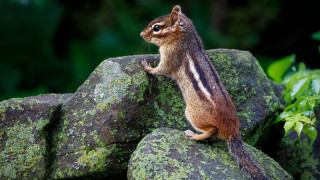 Chipmunk rock curious nature forest - a rock free wallpaper for desktop