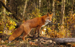Fox forest autumn leaves blurry - in a forest free wallpaper