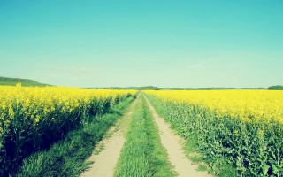 Dirt road yellow flowers blue - a dirt road in a field free wallpaper