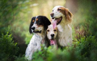 Three dogs forest tongues out - free dogs wallpaper