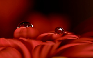 Flower water drops macro blurry 2 - dorothea braby free wallpaper