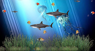 Sharks swimming blue ocean jellyfish - other fish free wallpaper