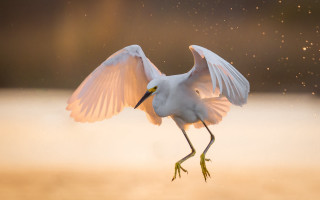 White bird arabesque full moon - spread wide free wallpaper