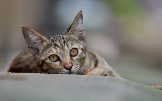 Sad cat laying blurry background - sad free wallpaper