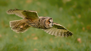 Bird flying wings open photorealistic - wide free wallpaper